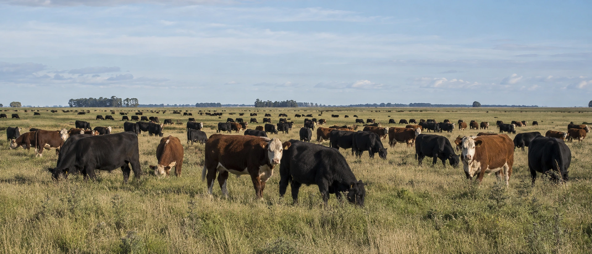 Cattle grazing on the Argentine pampas – Argentina sourcing origin